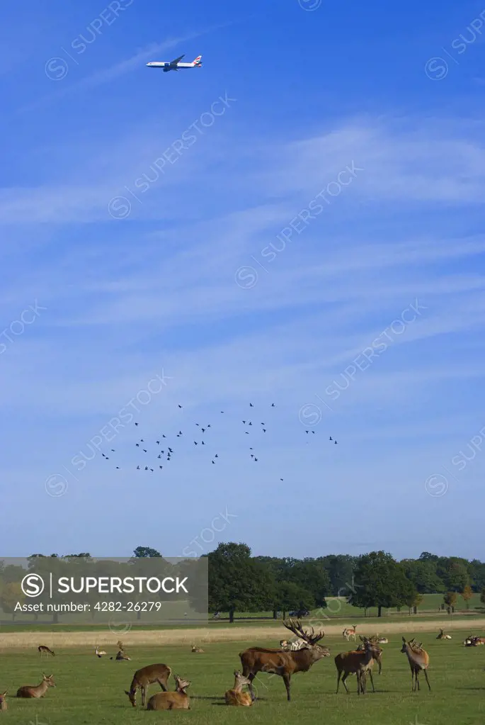 England, London, Richmond Park. A plane flying over a herd of red deer in Richmond Park during the autumn rutting season. Richmond Park is the largest Royal Park in London and is still home to 300 red deer and 350 fallow deer.