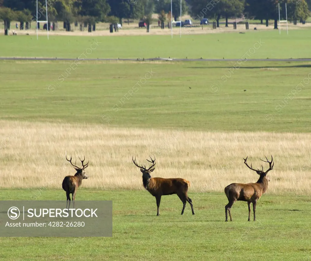 England, London, Richmond Park. Red stags in Richmond Park during the autumn rutting season. Richmond Park is the largest Royal Park in London and is still home to 300 red deer and 350 fallow deer.
