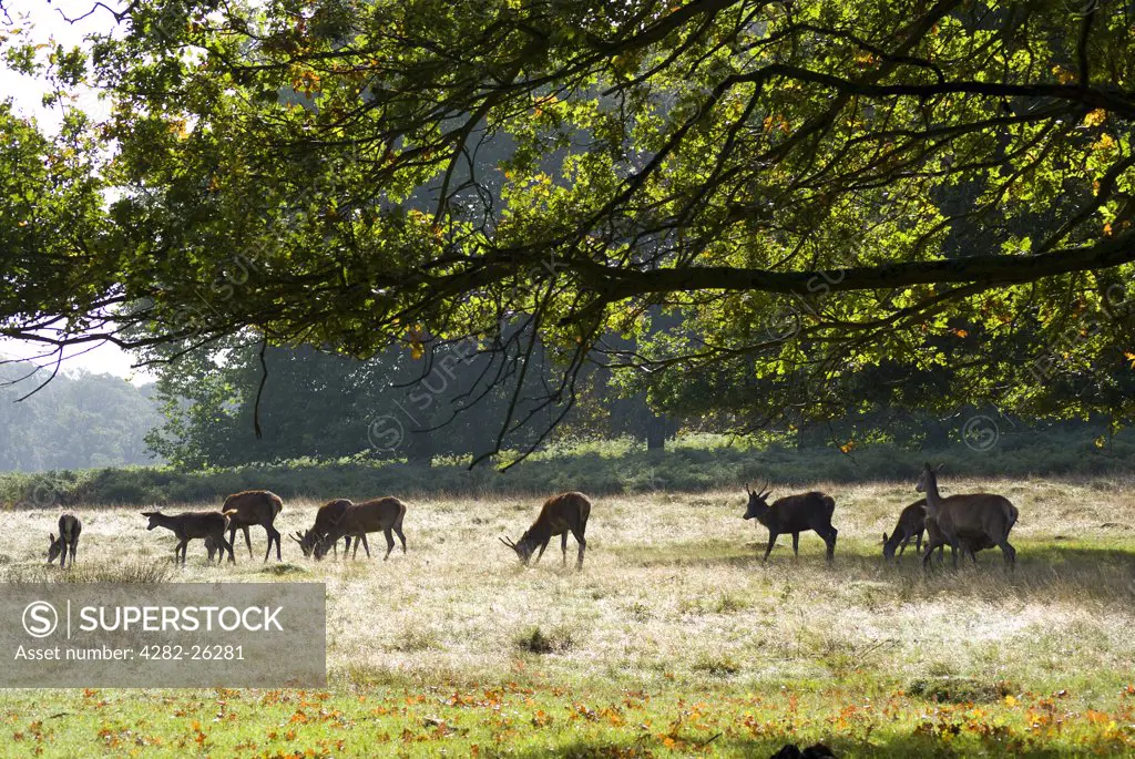 England, London, Richmond Park. Hinds grazing in Richmond Park during the autumn rutting season. Richmond Park is the largest Royal Park in London and is still home to 300 red deer and 350 fallow deer.