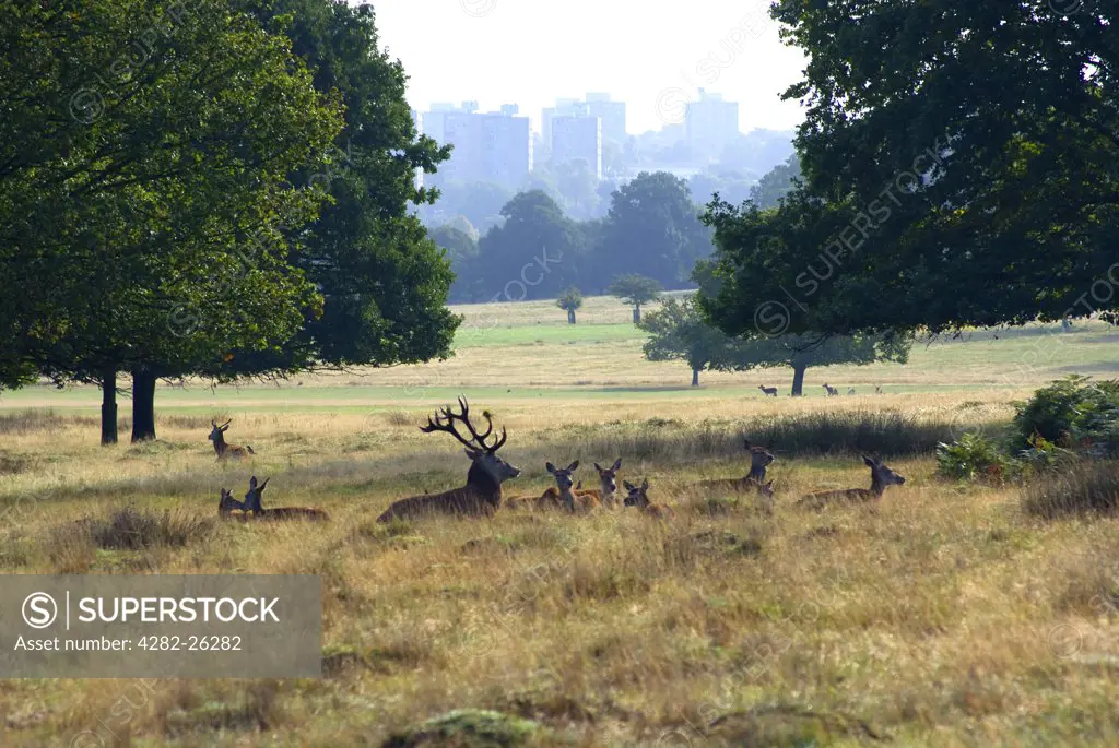 England, London, Richmond Park. A herd of deer in Richmond Park during the autumn rutting season. Richmond Park is the largest Royal Park in London and is still home to 300 red deer and 350 fallow deer.