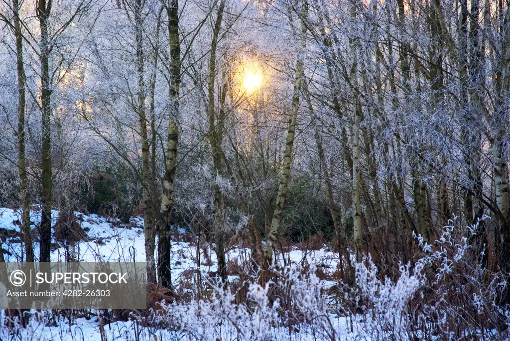 England, Surrey, Coldharbour. A watery sun illuminating silver birch trees in snow near Coldharbour.