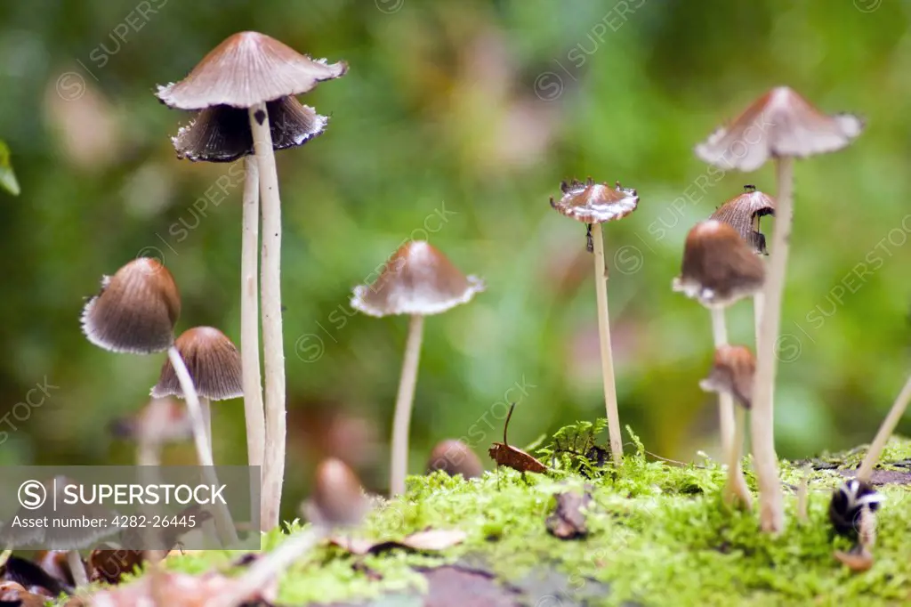 England, Cumbria, Elterwater. Mycena fungi growing on a rotting tree trunk in a woodland.