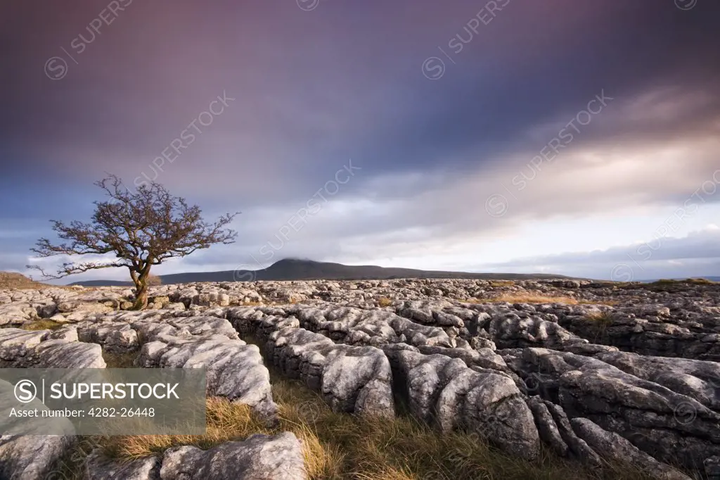 England, North Yorkshire, Ingleton. Twisted and withered tree growing through limestone pavement on the slopes of Whernside. At 2,414 ft, Whernside is the highest of the Yorkshire Dales' famous ""Three Peaks"".