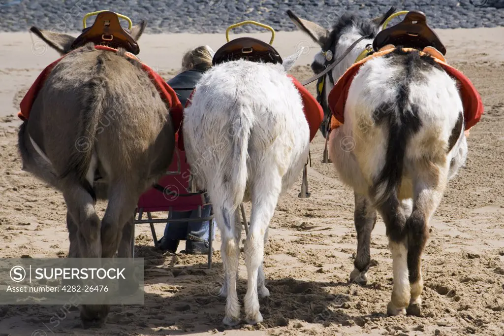 England, Lancashire, Blackpool. A rear view of donkeys on the beach at Blackpool.