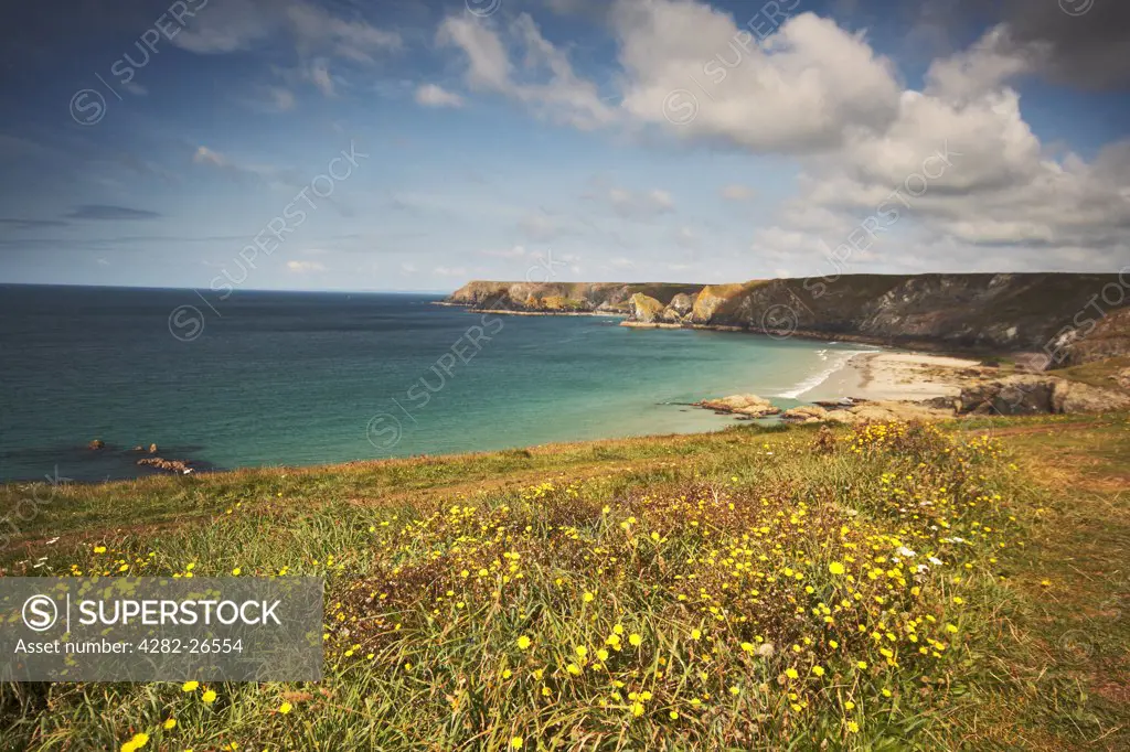 England, Cornwall, The Lizard. Flowers in a summer meadow on a coastal path on the Lizard Peninsula.