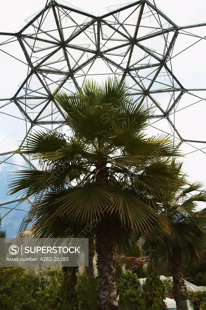 England, Cornwall, Bodelva. A tropical palm inside a dome in the Eden Project.
