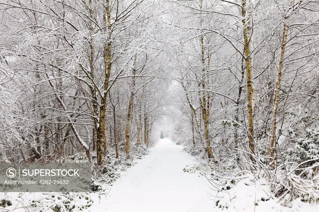 England, Lancashire, Saddleworth. Snow covered path leading through trees.