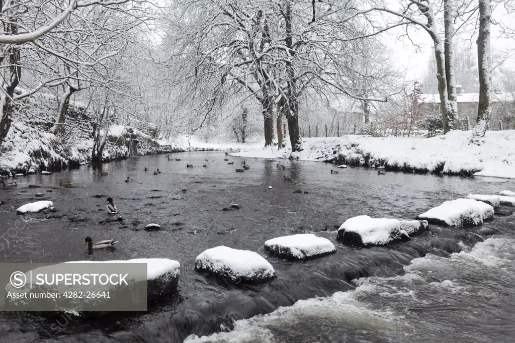 England, Lancashire, Saddleworth. Stepping stones covered in snow leading across a river.