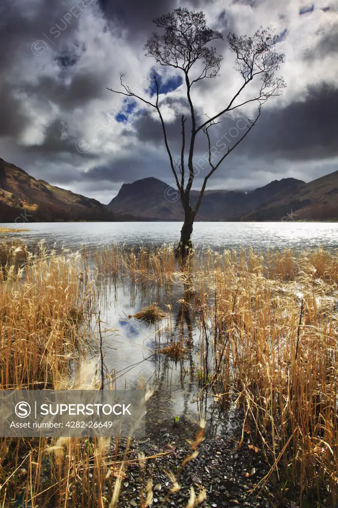 England, Cumbria, Buttermere. A tree stands part submerged in the waters of Buttermere in the Lake District.
