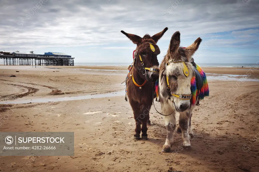 England, Lancashire, Blackpool. Donkeys Bear and Patch, saddled up and ready to offer children rides along the beach at Blackpool.