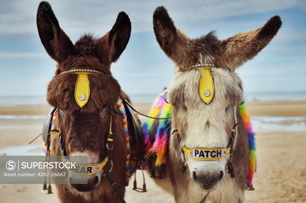 England, Lancashire, Blackpool. Bear and patch, two donkeys used for rides along the beach at Blackpool.