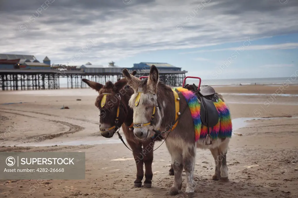 England, Lancashire, Blackpool. Donkeys Bear and Patch, saddled up and ready to offer children rides along the beach at Blackpool.