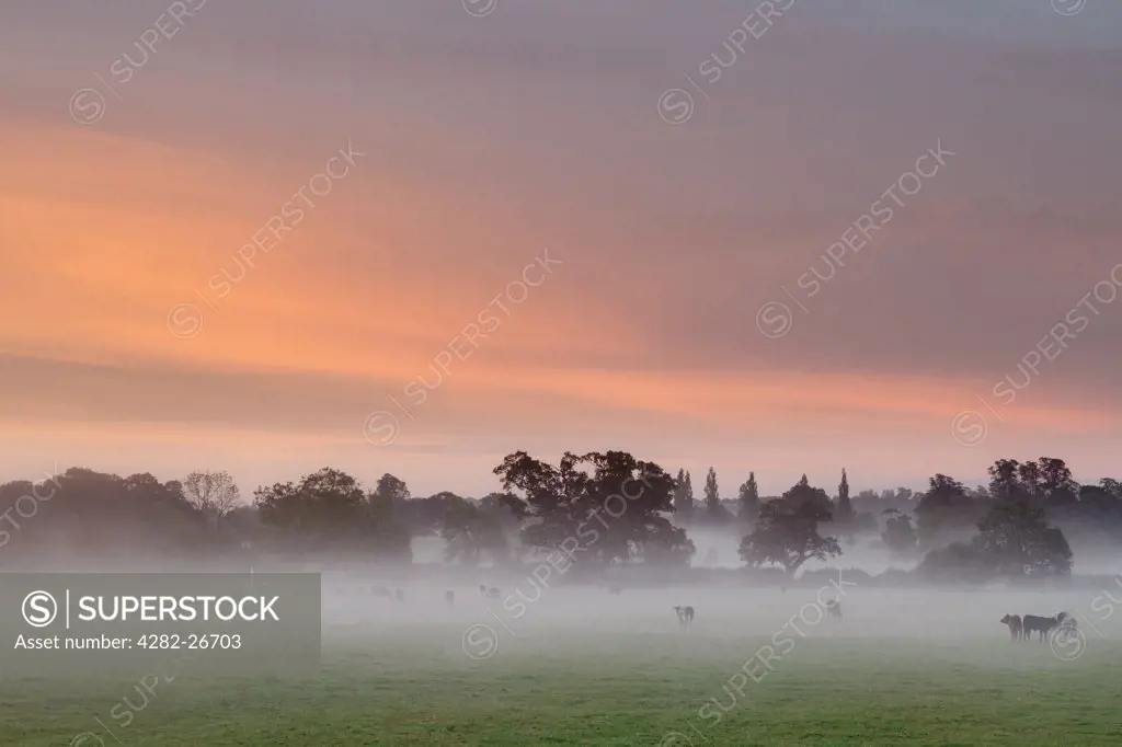 England, Somerset, Glastonbury. Cows grazing in a field covered with low lying mist at sunrise.