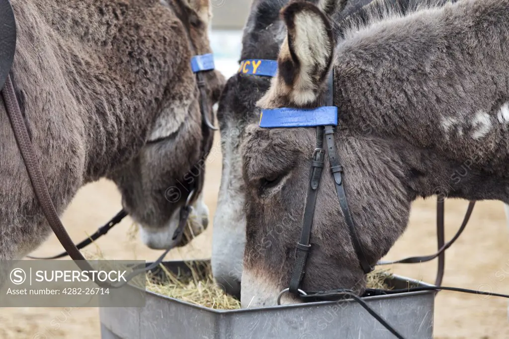 England, Somerset, Weston-super-Mare. Weston-super-Mare's famous donkeys eating hay from a feed container on the beach.