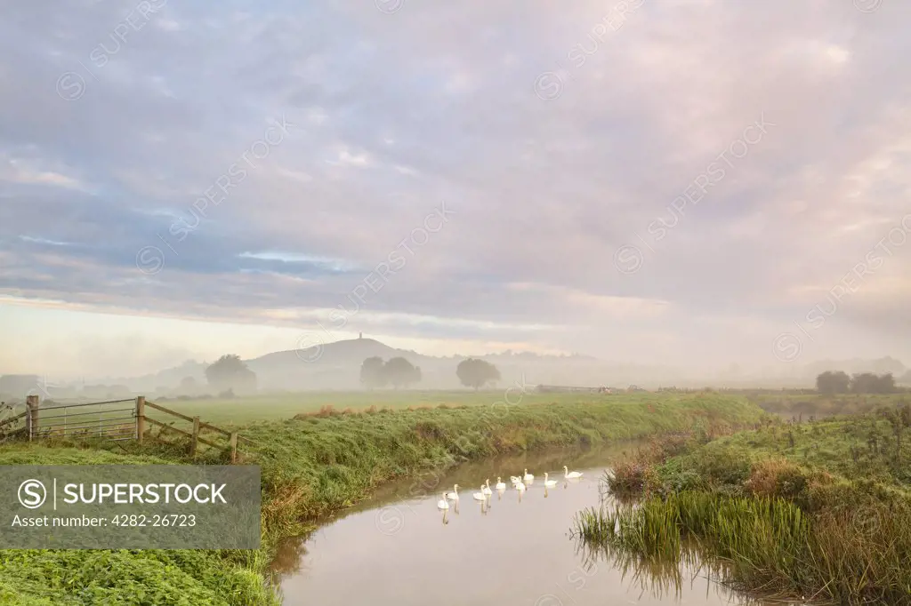 England, Somerset, Glastonbury. Low lying mist over a flock of Swans on the River Brue at sunrise with Glastonbury Tor in the distance.