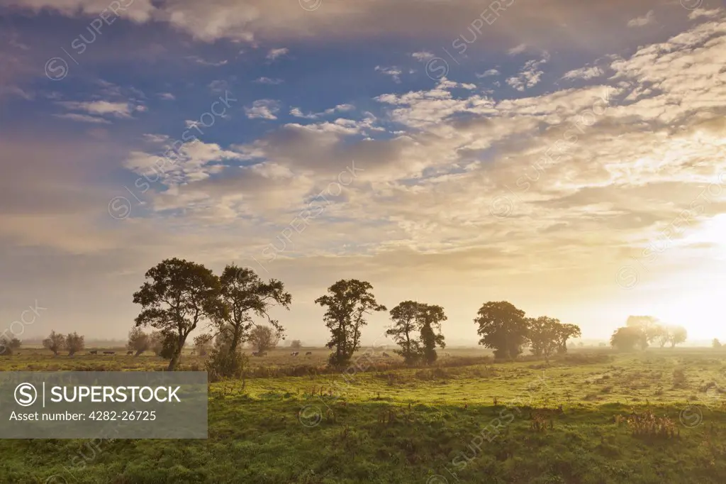 England, Somerset, Glastonbury. A line of trees standing in a field on the Somerset Levels as the early morning sun burns off the low lying mist.