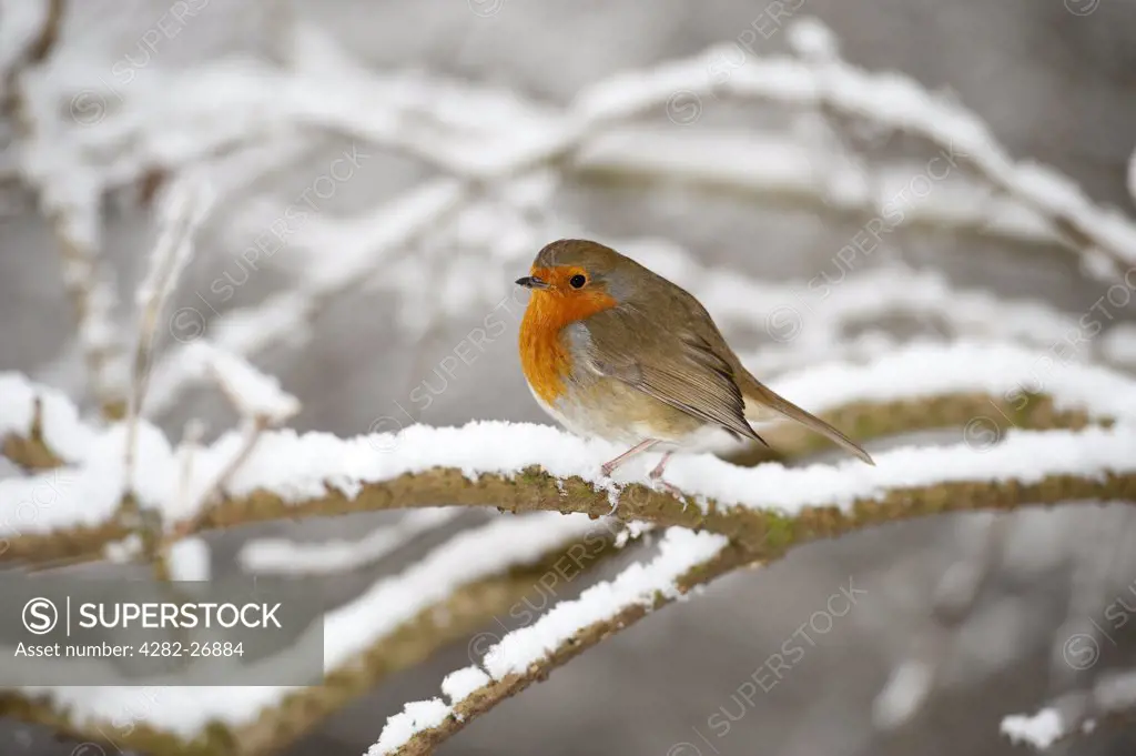 England, Essex, West Hanningfield. Robin (Erithacus rubecula) sitting on snow covered branch.