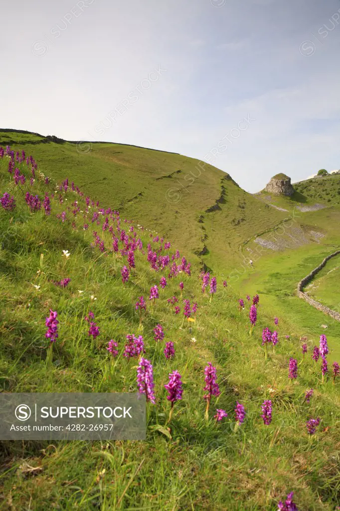 England, Derbyshire, Cressbrook . Early purple orchids near to Peter's Stone in the  Peak District National Park.