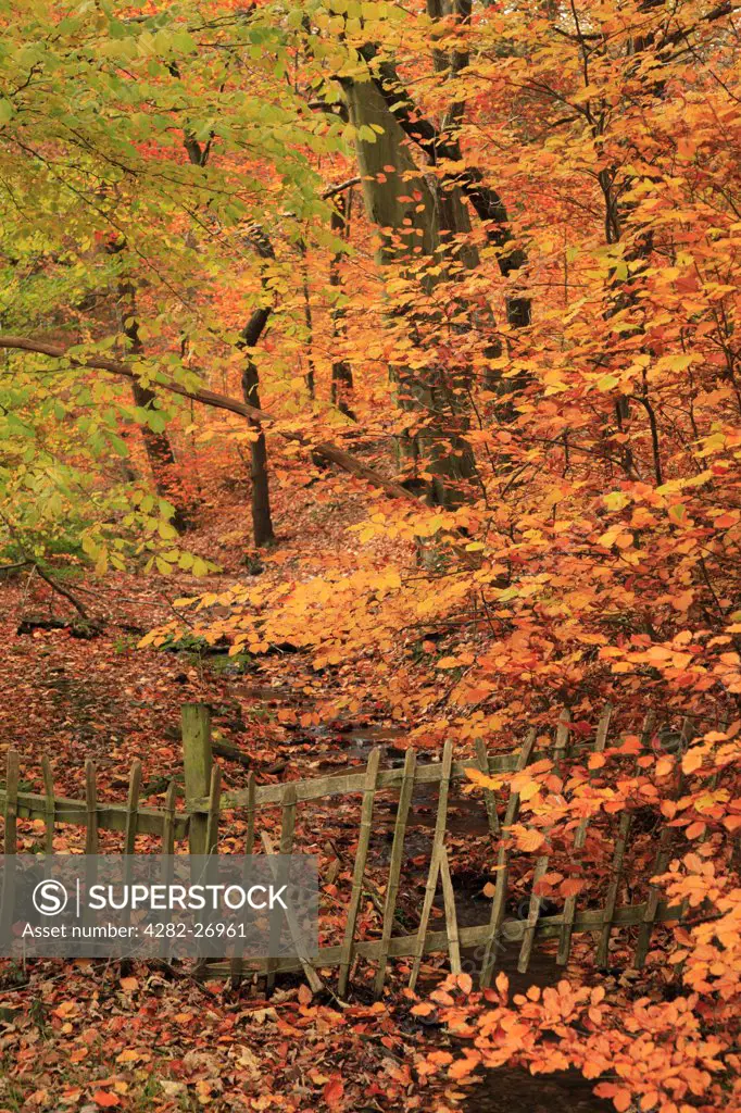England, West Yorkshire, Huddersfield. Beech trees in Autumn at Grimescar Wood.