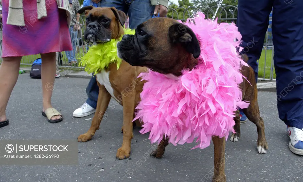 England, Sussex, Brighton. Two dogs dressed up for Brighton Pride watch the parade pass by. Brighton Pride is the huge Gay Pride event that the south coast city hosts every year.
