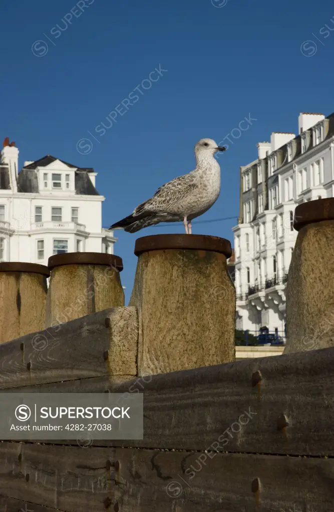England, East Sussex, Eastbourne. A seagull on the beach at Eastbourne.