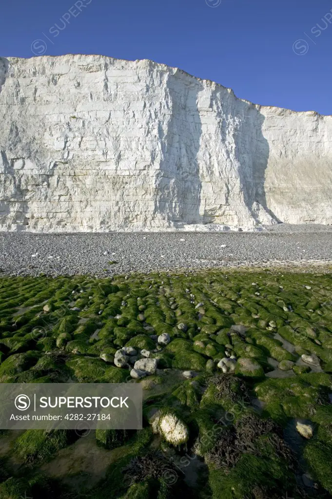 England, East Sussex, Birling Gap. Seaweed at Birling Gap. Birling Gap is a coastal hamlet situated on the Seven Sisters not far from Beachy Head.