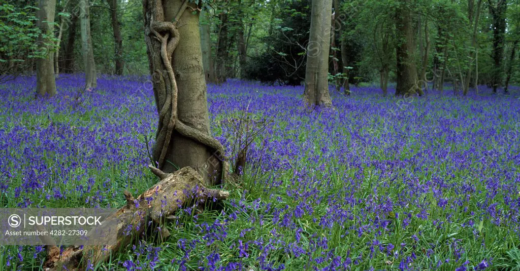 England, Wiltshire, Salisbury. Woodland carpeted with Bluebells or Hyacinthoides non-scripta in Spring.