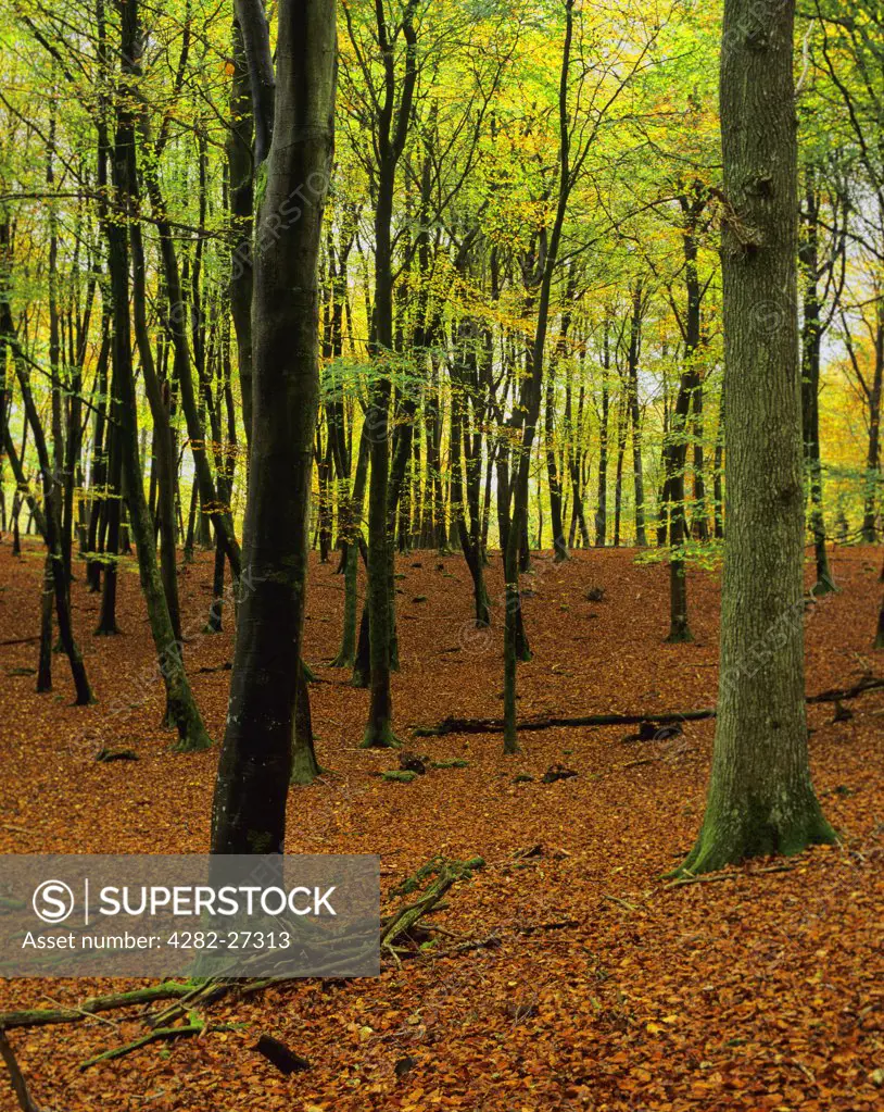 England, Hampshire, Fritham. Beech trees displaying autumn colour at Eyeworth Wood in the New Forest.
