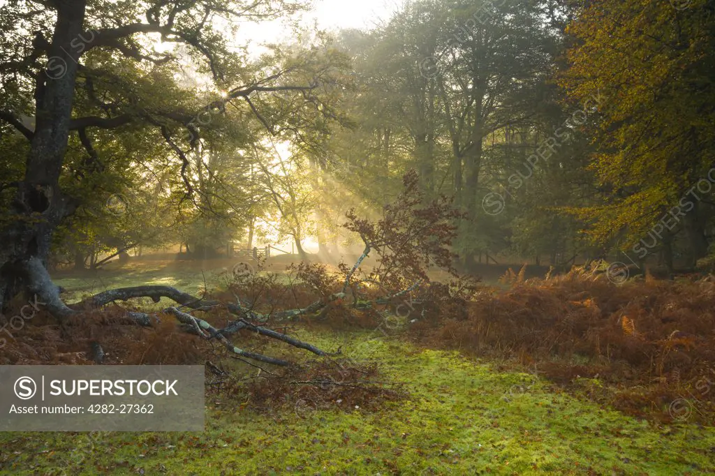 England, Hampshire, New Forest. Rays of sunlight through trees revealing autumnal colours in Mark Ash Wood.