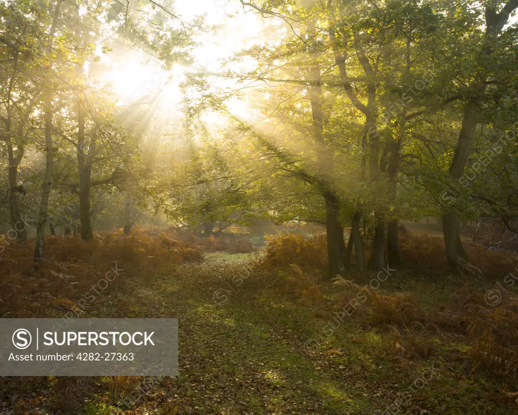 England, Hampshire, New Forest. Rays of sunlight through trees revealing autumnal colours in Mark Ash Wood.