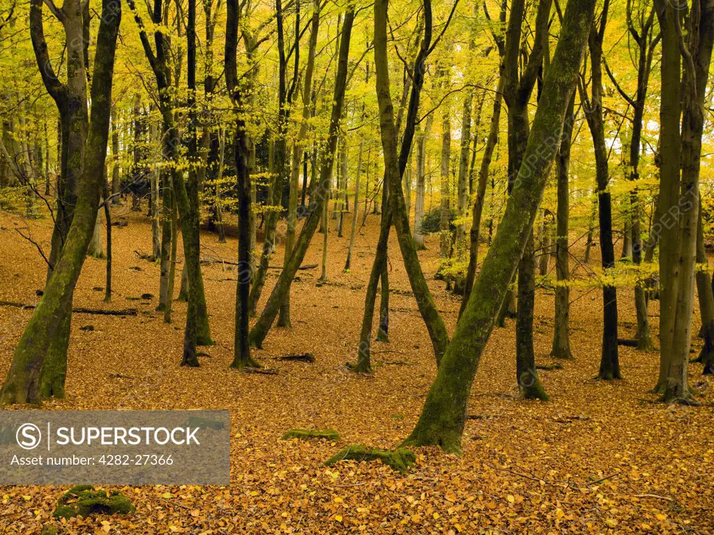 England, Hampshire, Fritham. Autumnal colours on display in Eyeworth Wood in the New Forest.