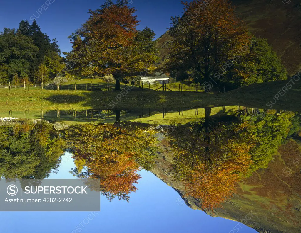 England, Cumbria, Patterdale. Autumnal colours reflected in a lake near Patterdale in the Lake District.