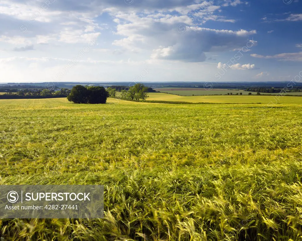 England, Hampshire, Chilbolton. Field of barley crop near Chilbolton.