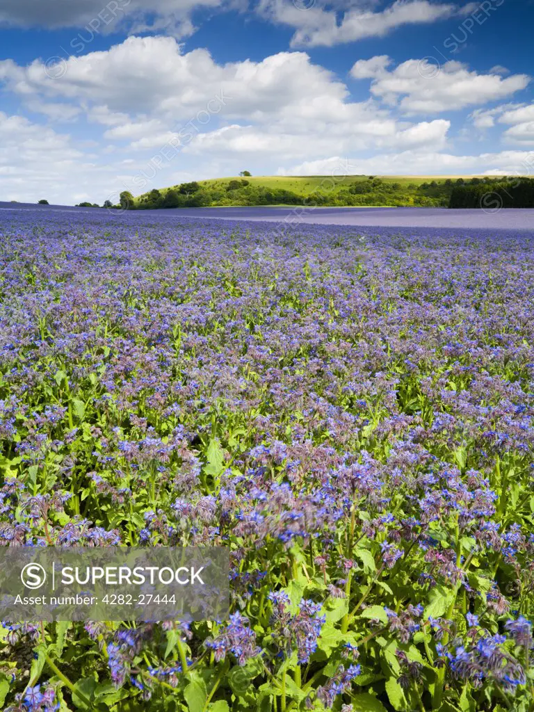 England, Hampshire, Kingsclere. Field of blue Borage crop also known as Starflower on Great Litchfield Down.