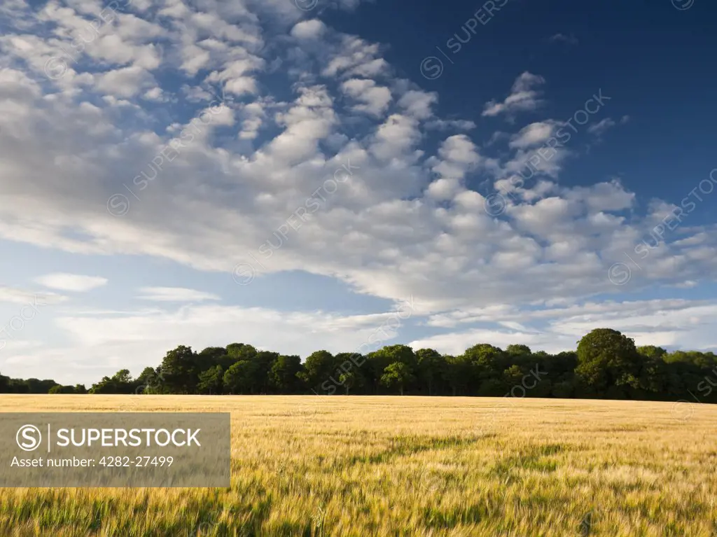 England, Hampshire, Whitchurch. Ripening field of Barley crop on Litchfield Down.