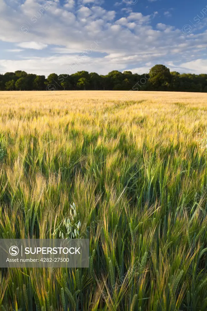 England, Hampshire, Whitchurch. Lonely Oats in field of ripening Barley crop on Litchfield Down.