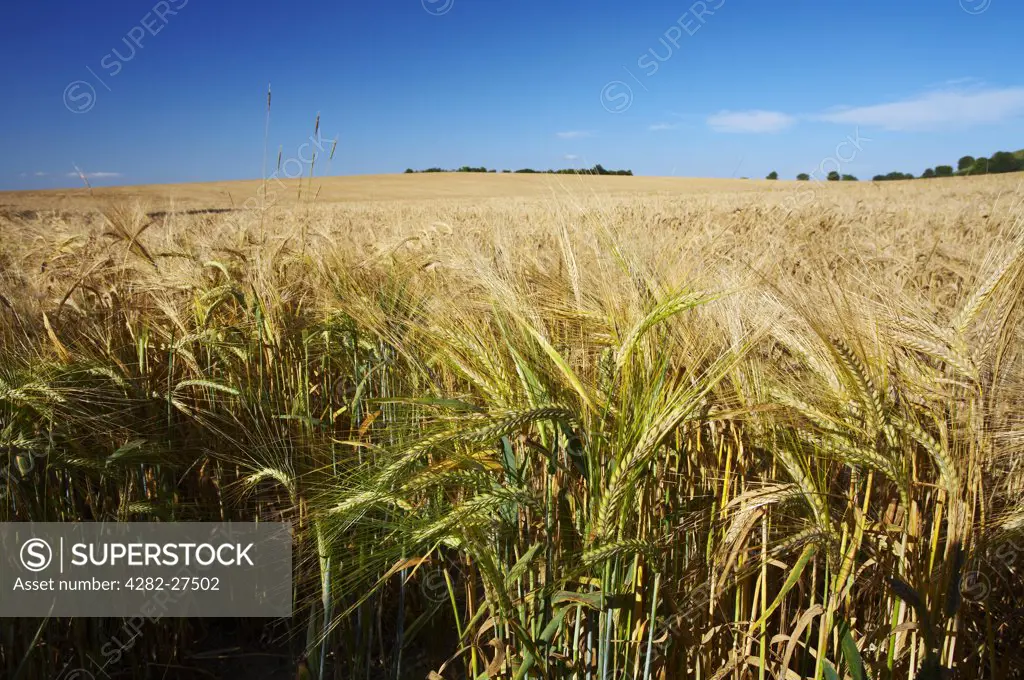 England, Hampshire, Kingsclere. Golden field of ripe barley on Great Litchfield Down.