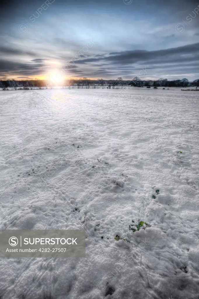 England, County Durham, Durham. Rabbit footprints in a snow-covered rural field at sunset.