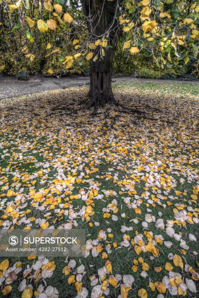 England, North Yorkshire, York. Grass covered in fallen leaves from an ornamental tree in Autumn.