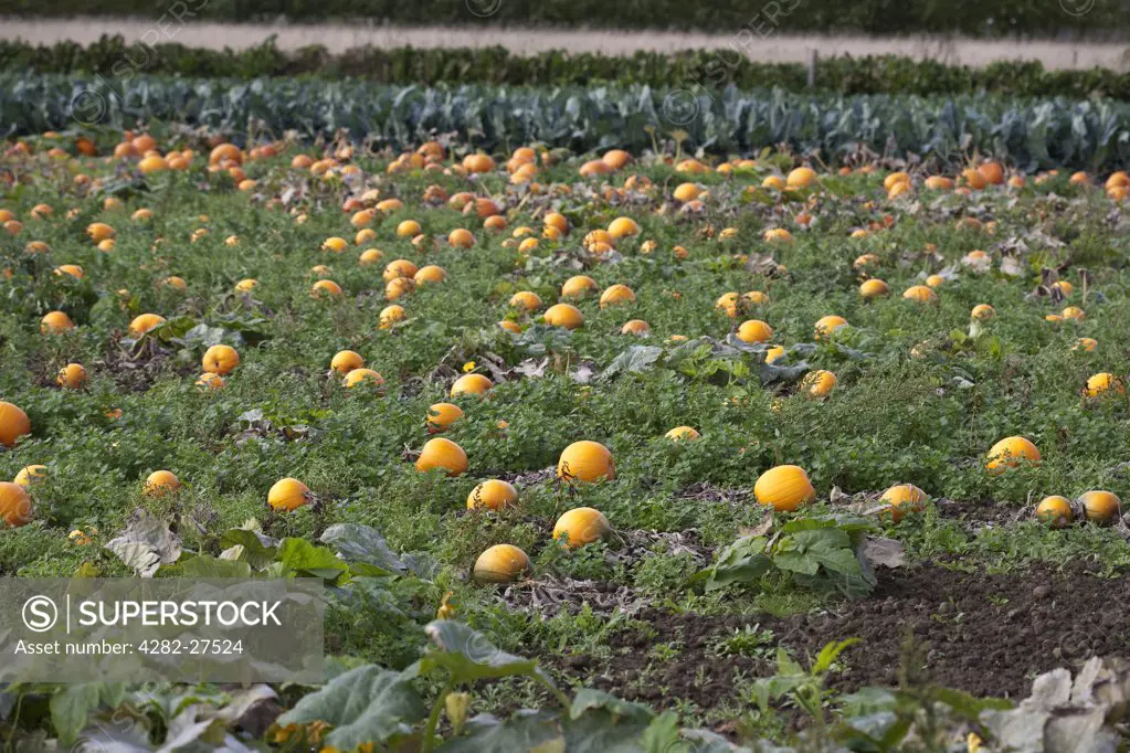 England, Cambridgeshire, Wisbech. A field of ripe Pumpkins.
