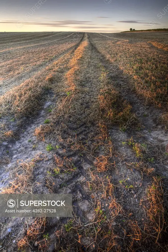 England, Nottinghamshire, Nottingham. Tractor tracks in a recently ploughed field.