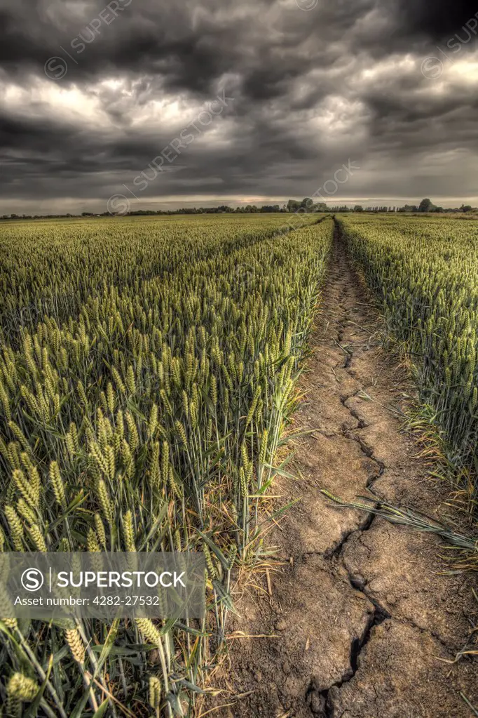 England, Cambridgeshire, Wisbech. Dark clouds over a drought-stricken wheat field.