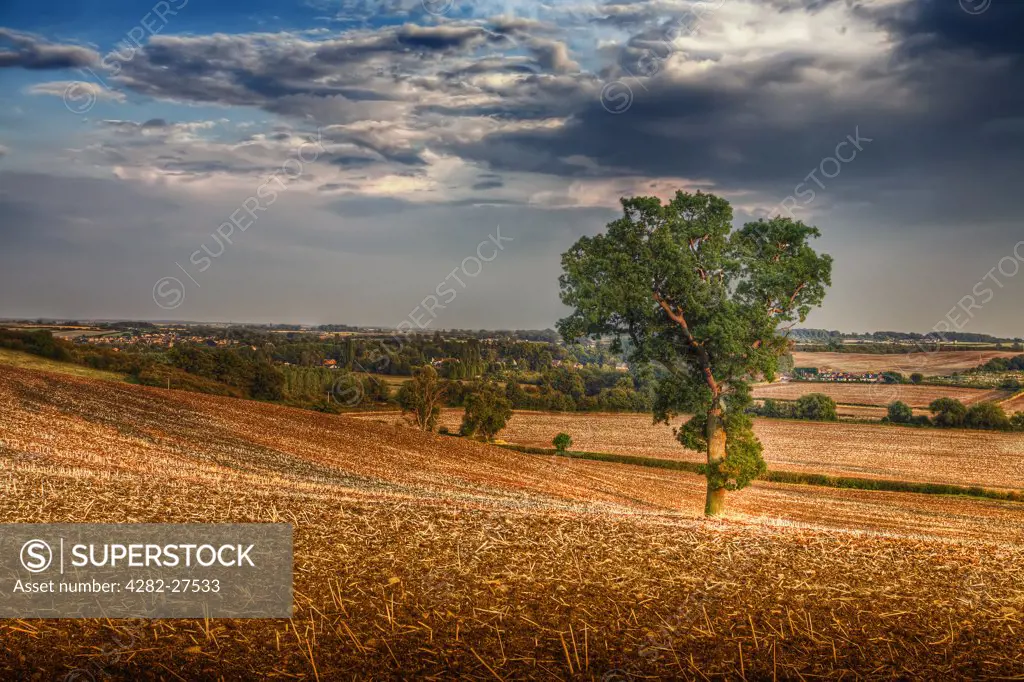 England, Nottinghamshire, Nottingham. A lone tree in a hilly agricultural landscape.