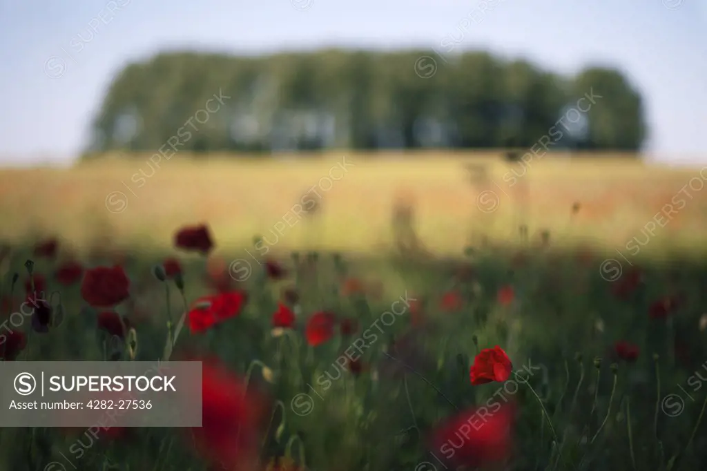 England, Norfolk, Downham Market. Poppies growing in a field with a copse of trees in the background.