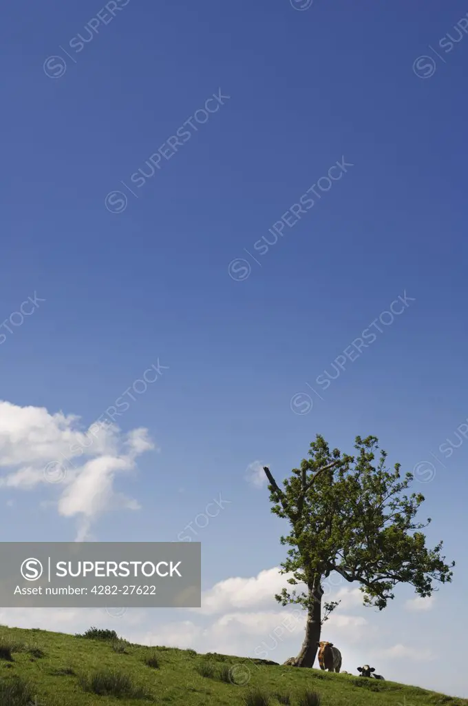 Northern Ireland, County Tyrone, Glebe. Cows resting in the shadow of a lone tree.