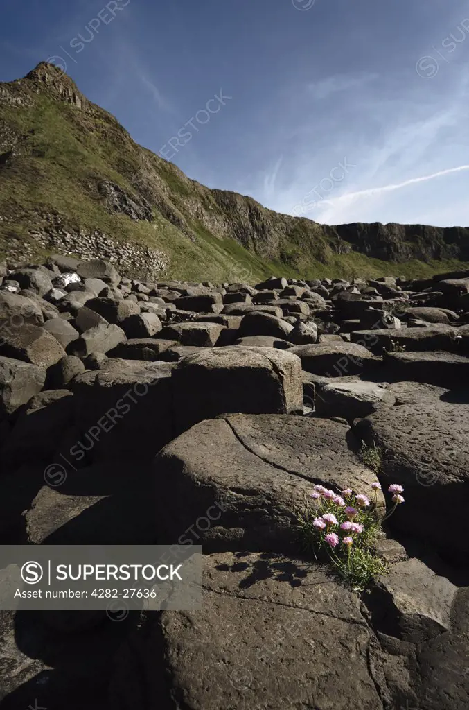 Northern Ireland, County Antrim, Giants Causeway. Flowers amongst the interlocking basalt columns of the Giants Causeway,  a World Heritage Site and National Nature Reserve.