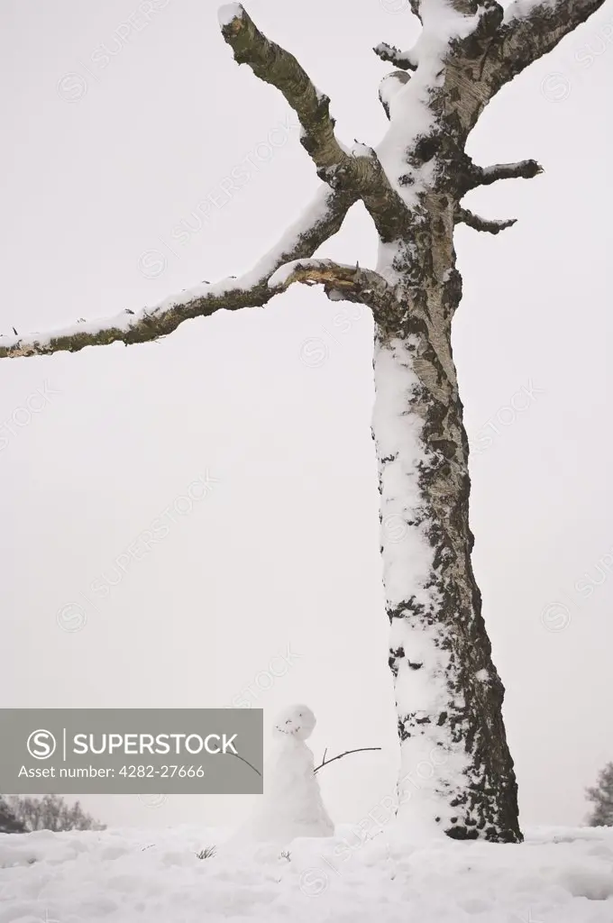 England, London, Highgate. A snowman beneath a snow covered tree.