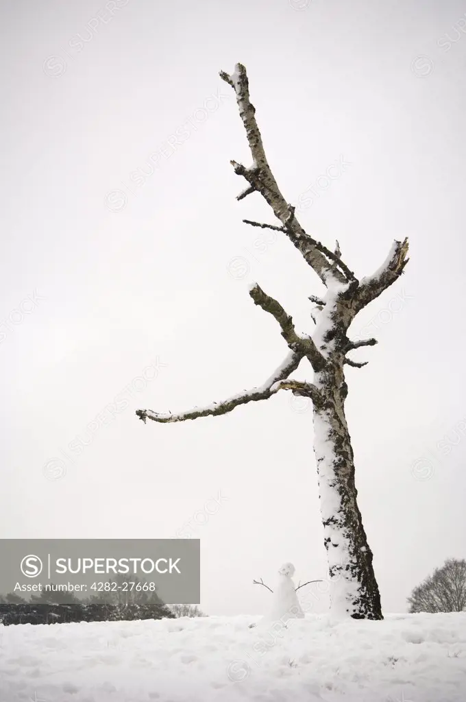 England, London, Highgate. A snowman beneath a snow covered tree.