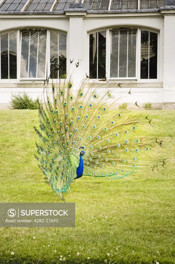 England, London, Kew Gardens. A peacock displaying its tail feathers outside the Temperate House in Kew Gardens.