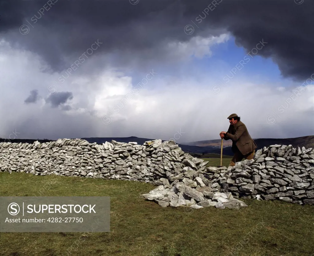 England, Derbyshire, Derbyshire. Dry stone waller in Derbyshire. Dry stone is a method to construct structures without mortar using the outer weight that pushes inward toward the wall core.